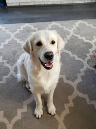 Golden retriever puppies make excellent family pets and we have a wide selection of puppies for you. White Fire Golden Retrievers Home Facebook