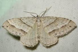 Image result for Mesotype parallelolineata