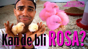 Verdens merkeligste høneprosjekt?