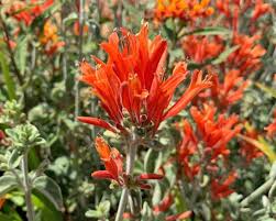 Image result for Dicliptera pumila