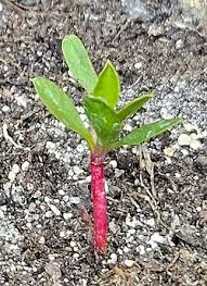 Image result for Protea kibarensis