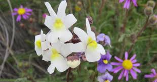 Image result for Nemesia zimbabwensis