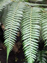 Image result for Deparia