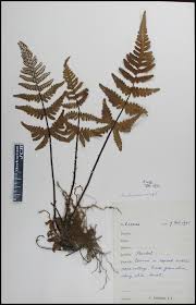 Image result for Aleuritopteris