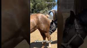 تربية_الخيول_العربية تزاوج الخيول - YouTube