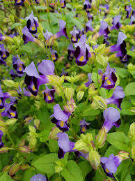 Image result for Torenia thouarsii