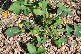 Image result for Sonchus wilmsii