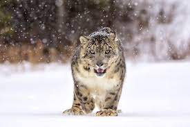Animals that kill and eat other animals. 16 Of The Fiercest Apex Predators In The World