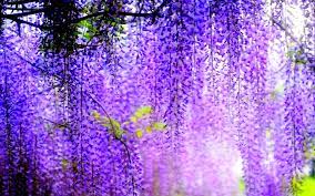 Purple Wisteria Wallpapers Hd Free 245780 Purple Colour Flowers Purple Wisteria Wisteria Wallpaper