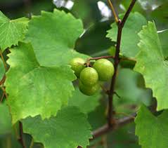 We did not find results for: Vitis Rotundifolia Wikipedia