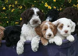 All puppies must be selected by 6 weeks of age. Black Hypoallergenic Labradoodle Puppies For Sale In Portland Pacific Rim Labradoodles Labradoodle Puppy Labradoodle Mini Labradoodle Puppy