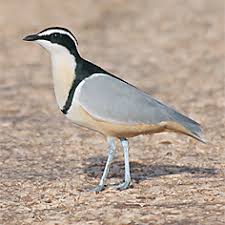 Birdfinders Birdwatching Holidays The Gambia