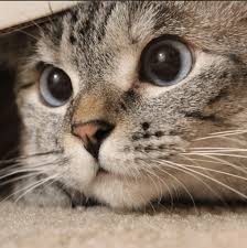  The 10 Most Influential Pets On The Internet Now According To Forbes Pets Cats World Cutest Dog