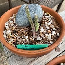 Image result for Orbea knobelii