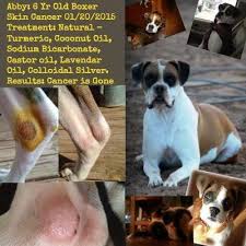 Can A Simple Mixture Of Turmeric And Coconut Oil Shrink Tumors On Dogs Tumors On Dogs Dog Cancer Coconut Oil For Dogs