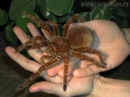 Top 10 Unnervingly Large Invertebrates Listverse Giant Huntsman Spider Large Spiders Spider