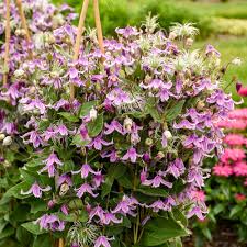 Image result for Clematis