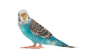 Check spelling or type a new query. Bird Care Pet Bird Food Feeding Care Petsmart Bird Bird Care Bird Seed