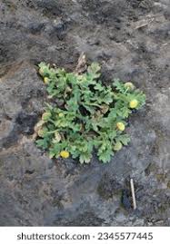 Image result for Grangea