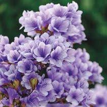 Pin On Plantings Ideas