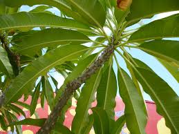 Image result for Pachycarpus firmus