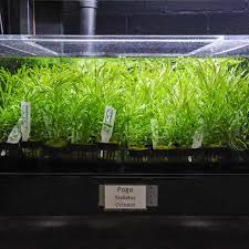 Image result for Pogostemon aquaticus