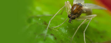 Gnats Information Gnat Identification