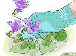 How to get rid of wild violets in garden. How To Control Wild Violets 12 Steps With Pictures Wikihow