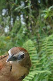 17 january 2021 / ari bird. Bedugul Bulu Burung