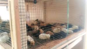 Tipe baterai ukuran kecil dan sedang dapat dibuat sendiri karena masih cukup sederhana untuk dikerjakan tanpa bantuan tukang. Cara Membuat Kandang Anak Ayam Baru Menetas Arenahewan Com