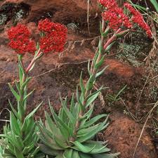 Image result for Crassula alba