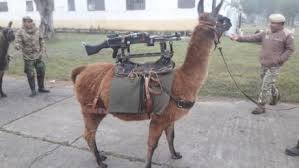 Add your own captions to a 'hump day camel' blank meme. So Machinegun Llamas Are A Thing Now Here In Argentina Please Nuke Us Now Please 9gag