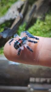 Image result for Heteromorpha stenophylla