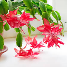 This answers the question on whether or not the christmas cactus is poisonous. What Are The Safest Succulents For Kids And Pets