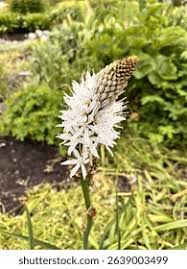 Image result for Asphodelaceae