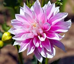 Image result for Dahlia x pinnata `Decorative Giants`