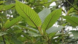 قريبا الماريغوانا لعلاج الأكزيما والصدفية علوم وتكنولوجيا آخر الاكتشافات والدراسات من Dw عربية Dw 08 06 2018