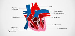 Get answers to today's biggest health questions from webmd. Identify Various Parts Of A Human Heart Trivia Quiz Proprofs Quiz