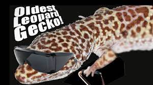 Leopard geckos can grow as long as 10 inches (25 cm) in length. Oldest Leopard Gecko Ever How Long Do Leopard Geckos Live Fun With Life Ep 53 Youtube