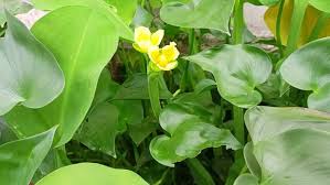 Image result for Limnocharitaceae