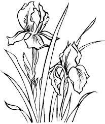 Coloring Sheets Iris Flowers Free Printable For Little Kids Flower Coloring Pages Iris Drawing Flower Stencils Printables