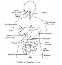 We did not find results for: A Draw A Labelled Diagram Of The Human Digestive System With The Help Of This Diagram Describe The Process Of Digestion Of Food In Man Humans Sarthaks Econnect Largest Online