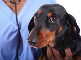 Ernahrung Fur Hunde Mit Nierenproblemen