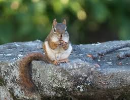 Squirrel: 1 Chipmunk: 0 — Greater Lovell Land Trust