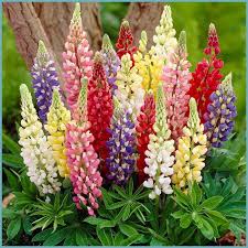 Pin By Meta Morphosis On Rasteniya Horticulturist Flowers Plants