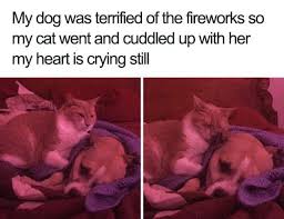 My Dog Was Terrified Of The Fireworks So My Cat Went And Cuddled Up With Her My Heart Is Crying Still Cat Funny Animal Pictures Cute Animals Cute Baby Animals