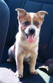 Pin By Sherrill Atterton On Too Cute Heeler Puppies Aussie Cattle Dog Red Heeler Puppies