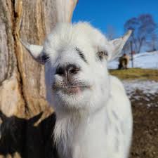 Goat synonyms, goat pronunciation, goat translation, english dictionary definition of goat. Goat User Stories Goatuserstories Twitter