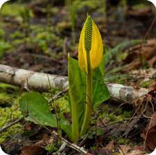 First flowers of spring in canada. Early Spring And First Flowering Plants Canplant
