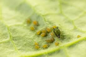 Maybe you would like to learn more about one of these? Cotton Aphid Koppert